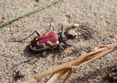 Cicindela lengi versuta