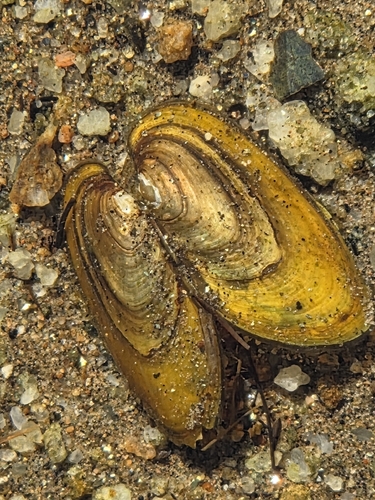 Eastern Elliptio