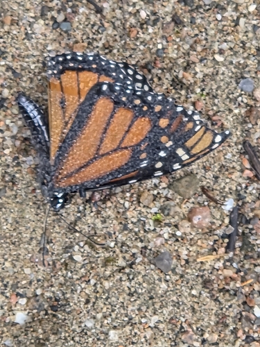 Monarch