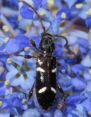 Phymatodes nitidus