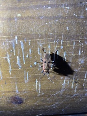 Physopelta quadriguttata