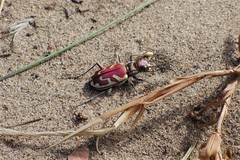 Cicindela lengi versuta