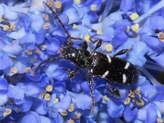 Phymatodes nitidus