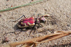 Cicindela lengi versuta