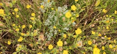 Bradburia pilosa, photograph author not stated, no rights reserved