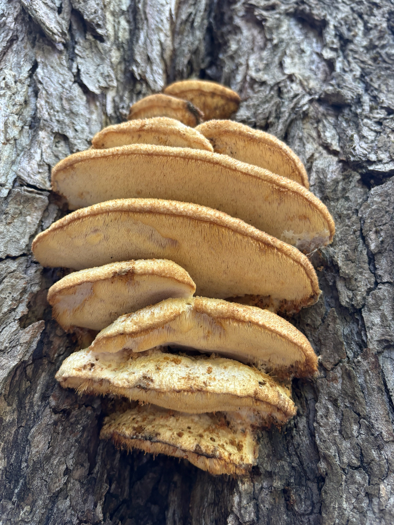 Northern Tooth · September 2026 · photo: Photo: (c) Timothy Watkins, some rights reserved (CC BY) · iNaturalist