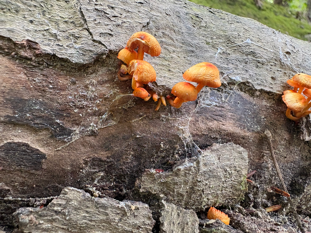 orange mycena · September 2026 · photo: Photo: (c) Timothy Watkins, some rights reserved (CC BY) · iNaturalist