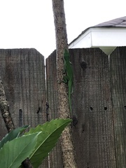 Anolis carolinensis