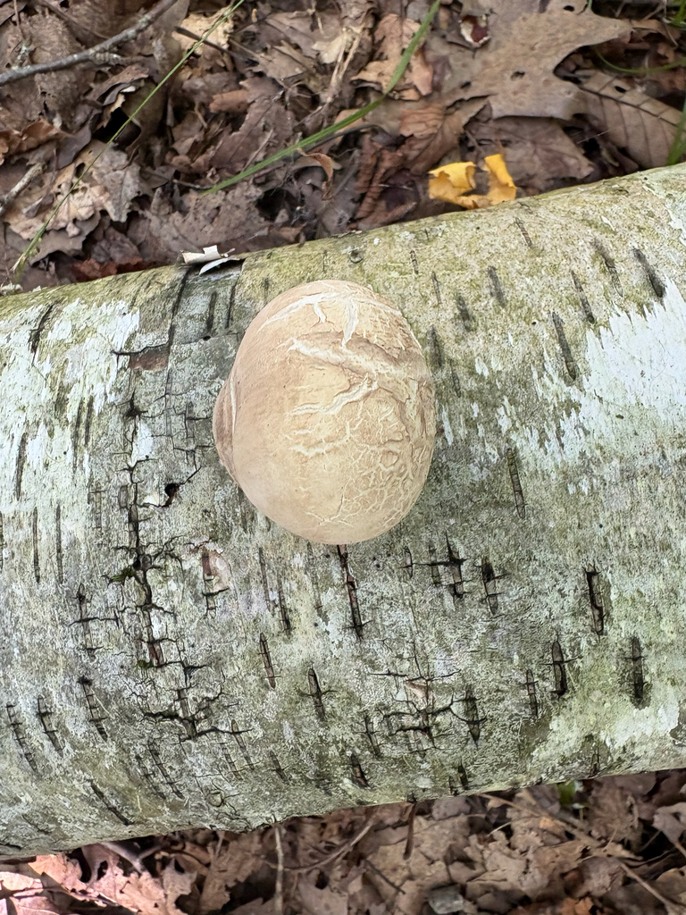 birch polypore · September 2026 · photo: Photo: (c) Timothy Watkins, some rights reserved (CC BY) · iNaturalist