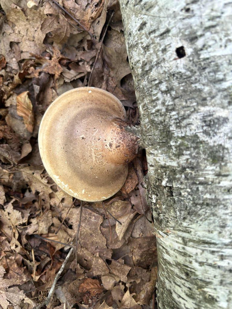 birch polypore · September 2026 · photo: Photo: (c) Timothy Watkins, some rights reserved (CC BY) · iNaturalist