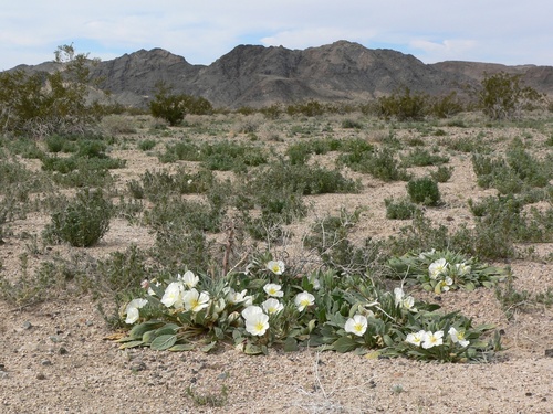 Oenothera deltoides, photograph 2