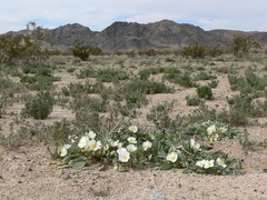 Oenothera deltoides, photograph (c) Stan Shebs, some rights reserved (CC BY-SA)