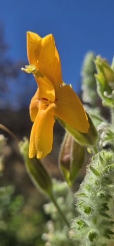 iNaturalist observation photo of scarlet monkeyflower