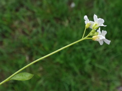 Arabidopsis halleri