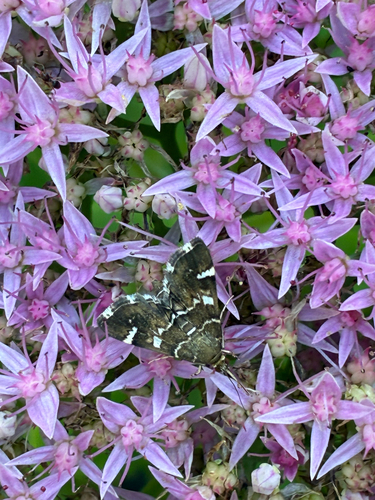 Spotted Beet Webworm Moth