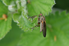 Empis opaca