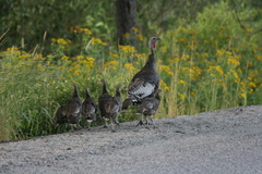Meleagris gallopavo