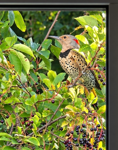 Northern Flicker
