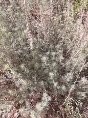 Artemisia alba