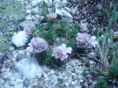Armeria caespitosa, photograph 1