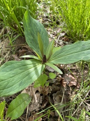 Trillium viride