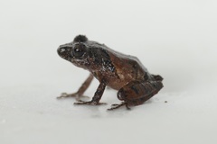 Pristimantis walkeri