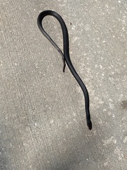 Coluber constrictor image