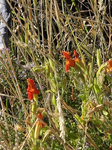 iNaturalist observation photo of scarlet monkeyflower