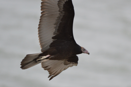 Turkey Vulture
