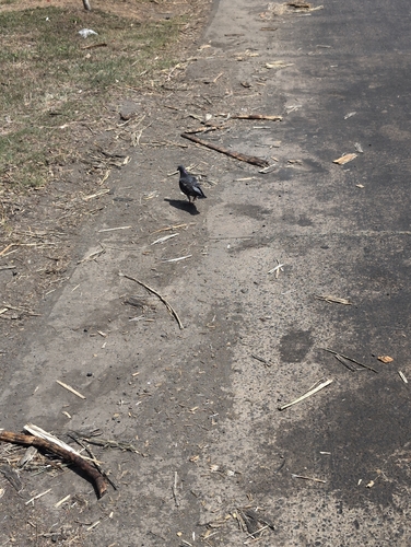 Rock Pigeon