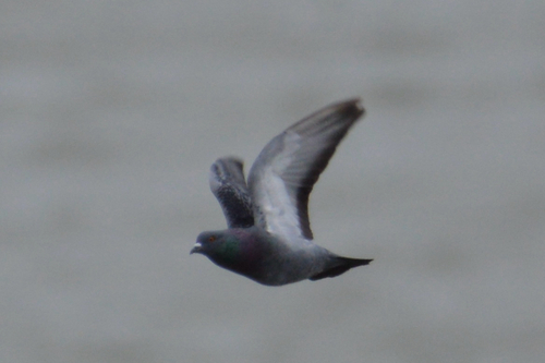 Feral Pigeon