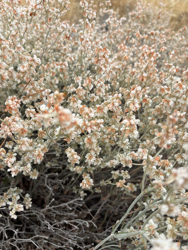 Snow Buckwheat