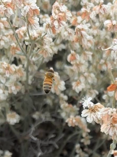 Western Honey Bee