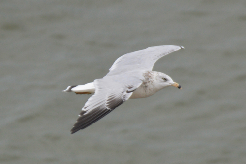 Ring-billed Gull