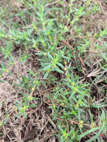 rough buttonweed
