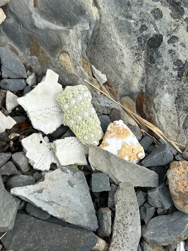 Arctic Green Sea Urchin