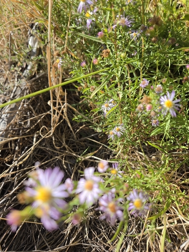 iNaturalist observation photo of western aster