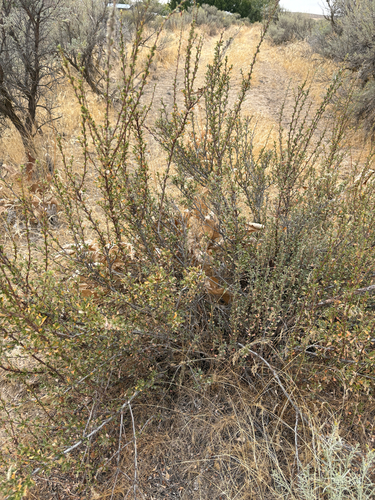Antelope Bitterbrush