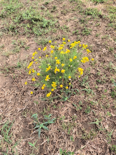 Bitterweed