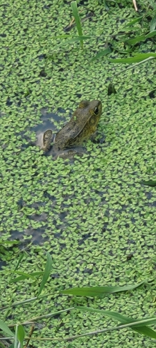 Green Frog