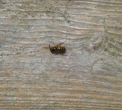 Dolichovespula norwegica