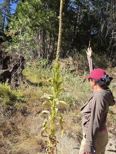 iNaturalist observation photo of great mullein