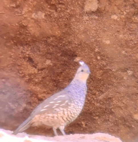 Scaled Quail