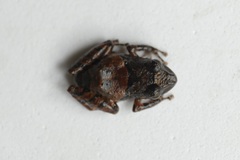 Pristimantis walkeri