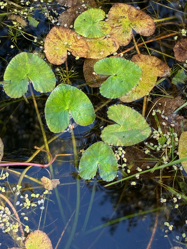 Floating Marsh-marigold
