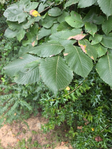 American elm