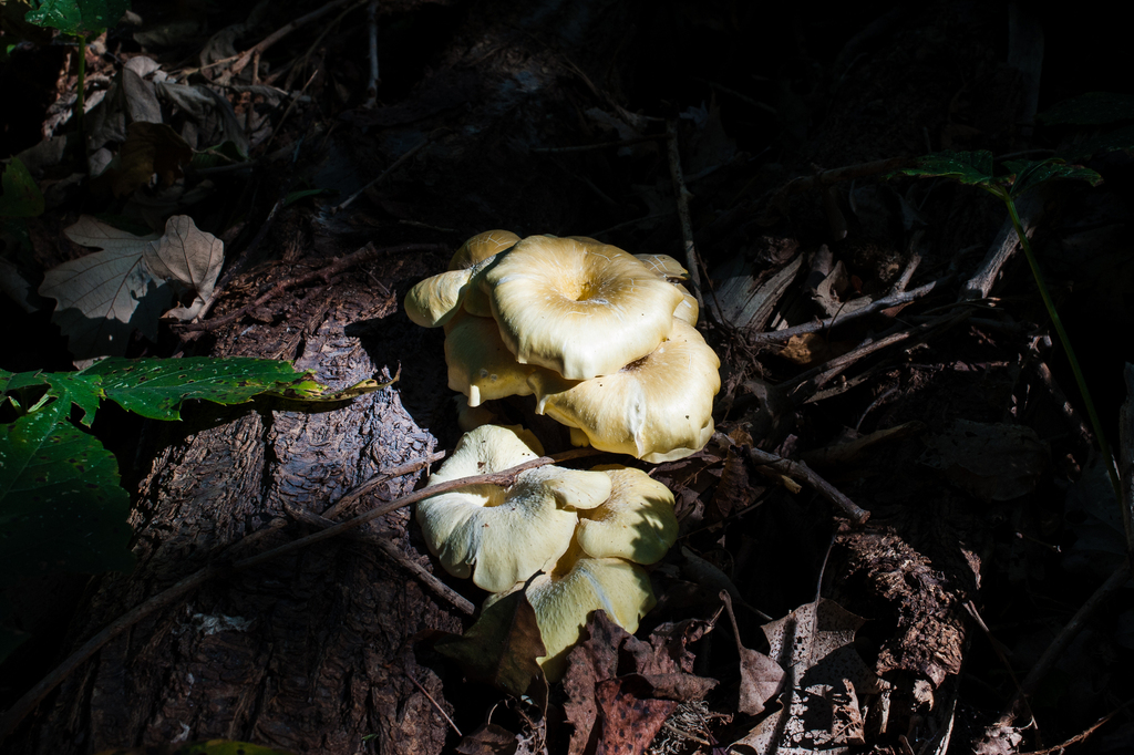 Golden Oyster Mushroom · September 2026 · photo: Photo: (c) Alex, some rights reserved (CC BY) · iNaturalist