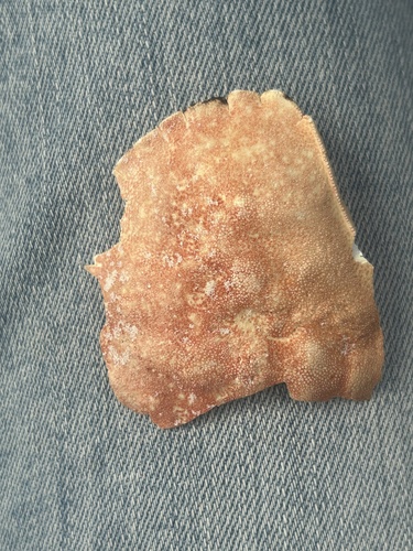 Atlantic Rock Crab
