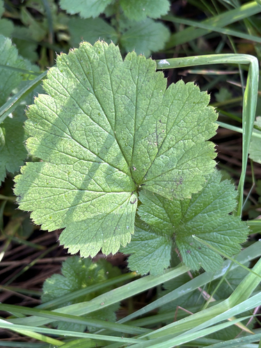 Large-leaved Avens