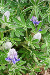 Lupinus nootkatensis